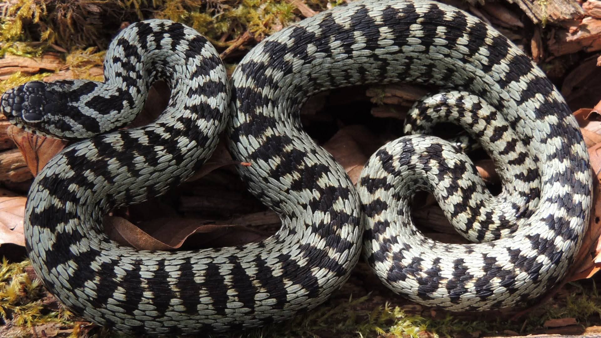 Vipera 