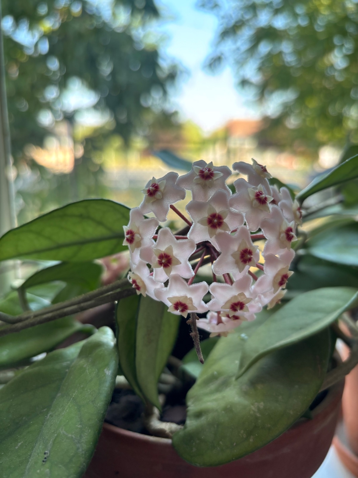 Hoya carnosa in bloom